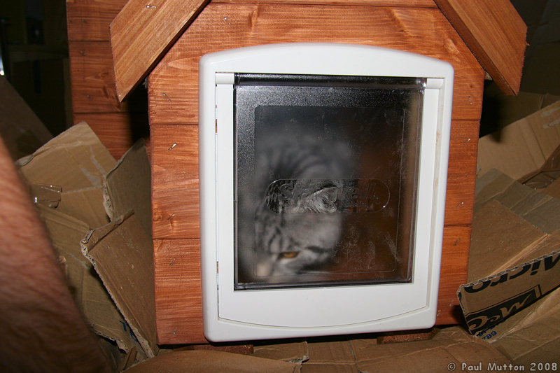 Photo Silver Tabby Cat Shed Cat Flap IMG 4908